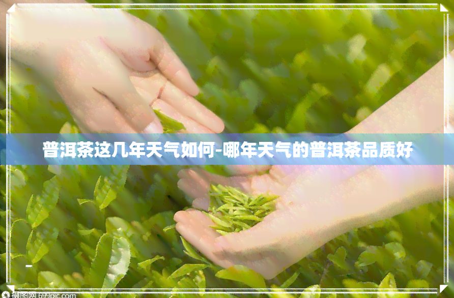 普洱茶这几年天气如何-哪年天气的普洱茶品质好