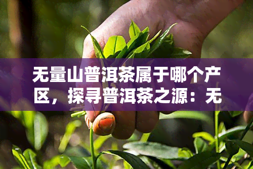 无量山普洱茶属于哪个产区，探寻普洱茶之源：无量山产区的茶叶秘密