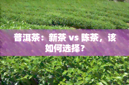 普洱茶：新茶 vs 陈茶，该如何选择？