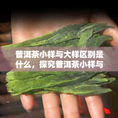 普洱茶小样与大样区别是什么，探究普洱茶小样与大样的差异：从口感到品质的全面对比