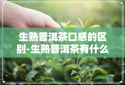 生熟普洱茶口感的区别-生熟普洱茶有什么区别