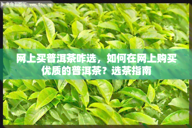 网上买普洱茶咋选，如何在网上购买优质的普洱茶？选茶指南