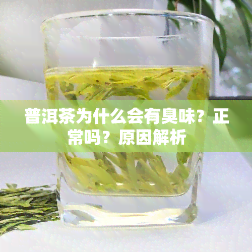 普洱茶为什么会有臭味？正常吗？原因解析