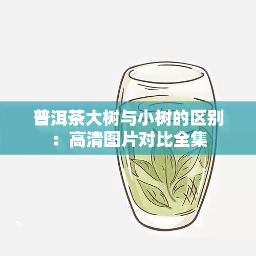 普洱茶大树与小树的区别：高清图片对比全集