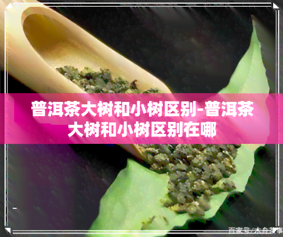 普洱茶大树和小树区别-普洱茶大树和小树区别在哪