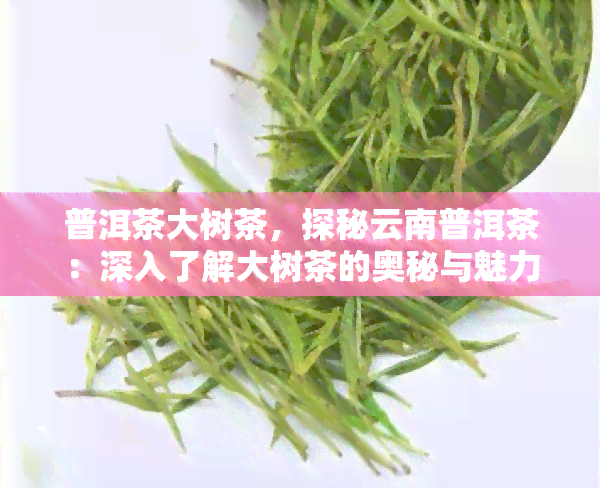 普洱茶大树茶，探秘云南普洱茶：深入了解大树茶的奥秘与魅力