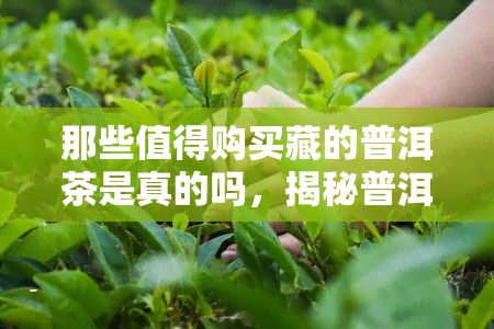 那些值得购买藏的普洱茶是真的吗，揭秘普洱茶收藏市场：哪些值得购买的普洱茶是真货？