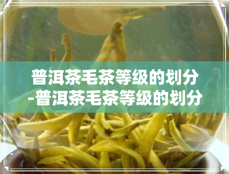 普洱茶毛茶等级的划分-普洱茶毛茶等级的划分依据