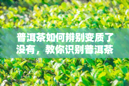 普洱茶如何辨别变质了没有，教你识别普洱茶是否变质：关键步骤与技巧