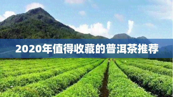 2020年值得收藏的普洱茶推荐