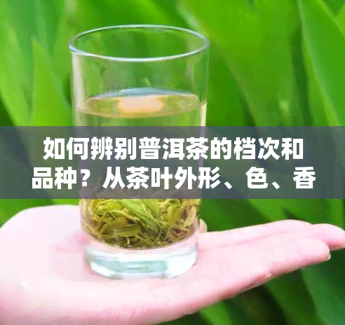 如何辨别普洱茶的档次和品种？从茶叶外形、色、香气和滋味四个方面全面解析