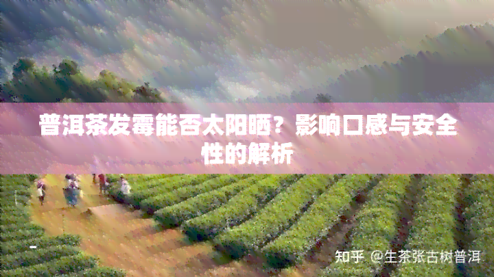 普洱茶发霉能否太阳晒？影响口感与安全性的解析