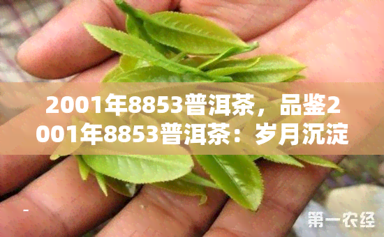 2001年8853普洱茶，品鉴2001年8853普洱茶：岁月沉淀下的独特韵味