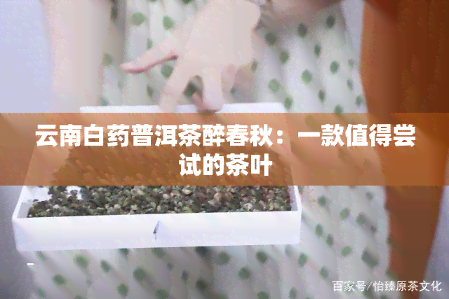 云南白普洱茶醉春秋：一款值得尝试的茶叶