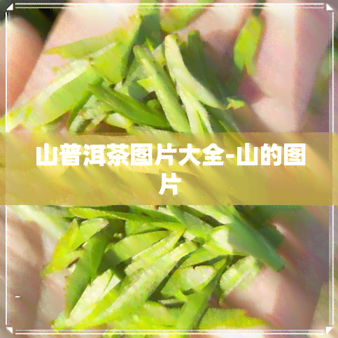 山普洱茶图片大全-山的图片