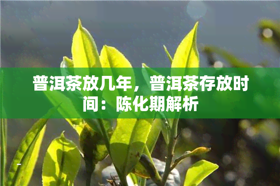 普洱茶放几年，普洱茶存放时间：陈化期解析