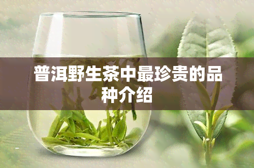 普洱野生茶中最珍贵的品种介绍