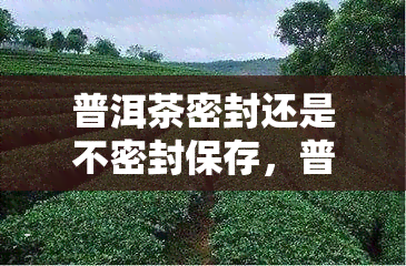 普洱茶密封还是不密封保存，普洱茶：应该密封保存还是不密封保存？