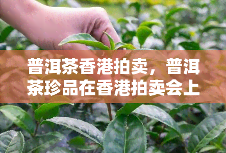 普洱茶拍卖，普洱茶珍品在拍卖会上惊艳亮相，引得藏家热烈追捧