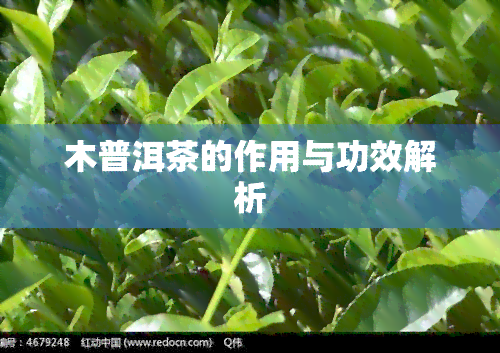 木普洱茶的作用与功效解析