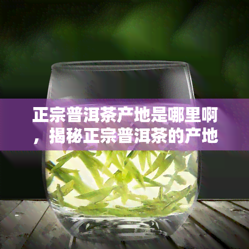 正宗普洱茶产地是哪里啊，揭秘正宗普洱茶的产地在哪里？