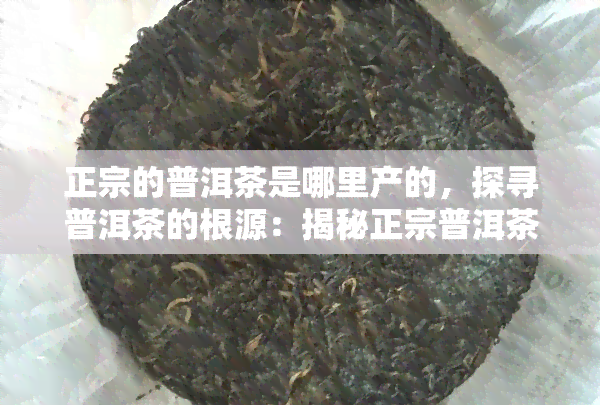 正宗的普洱茶是哪里产的，探寻普洱茶的根源：揭秘正宗普洱茶产地