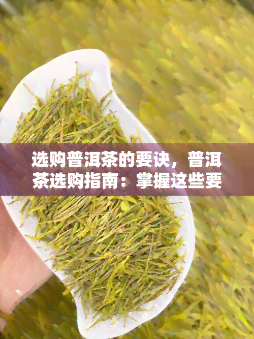 选购普洱茶的要诀，普洱茶选购指南：掌握这些要诀，轻松挑选优质茶叶