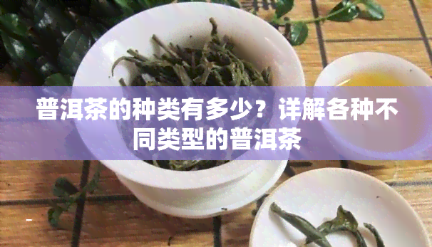 普洱茶的种类有多少？详解各种不同类型的普洱茶