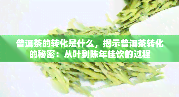 普洱茶的转化是什么，揭示普洱茶转化的秘密：从叶到陈年佳饮的过程