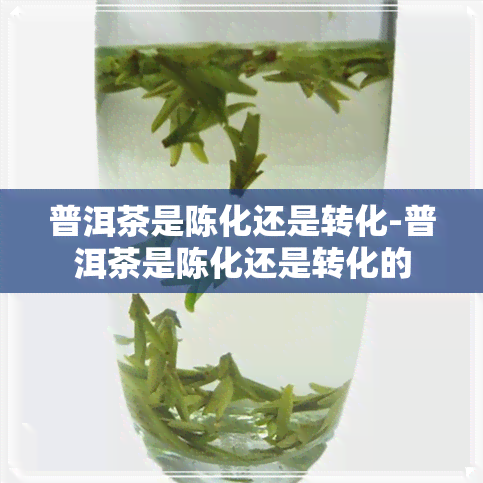 普洱茶是陈化还是转化-普洱茶是陈化还是转化的