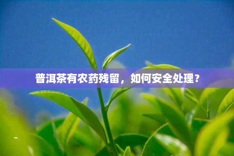 普洱茶有农残留，如何安全处理？