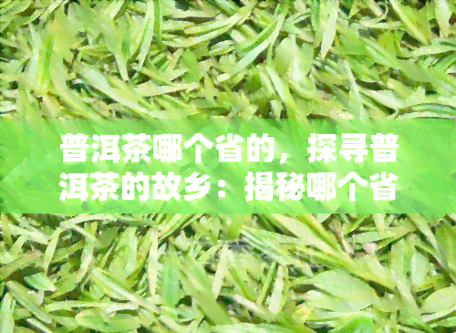 普洱茶哪个省的，探寻普洱茶的故乡：揭秘哪个省份产出普洱茶？