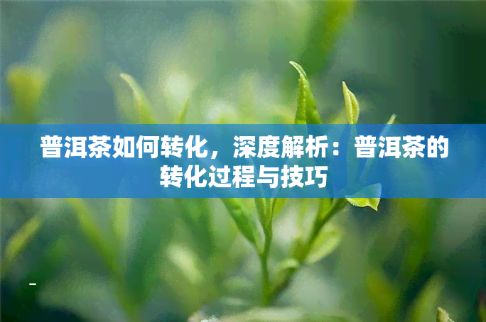 普洱茶如何转化，深度解析：普洱茶的转化过程与技巧