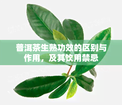 普洱茶生熟功效的区别与作用，及其饮用禁忌