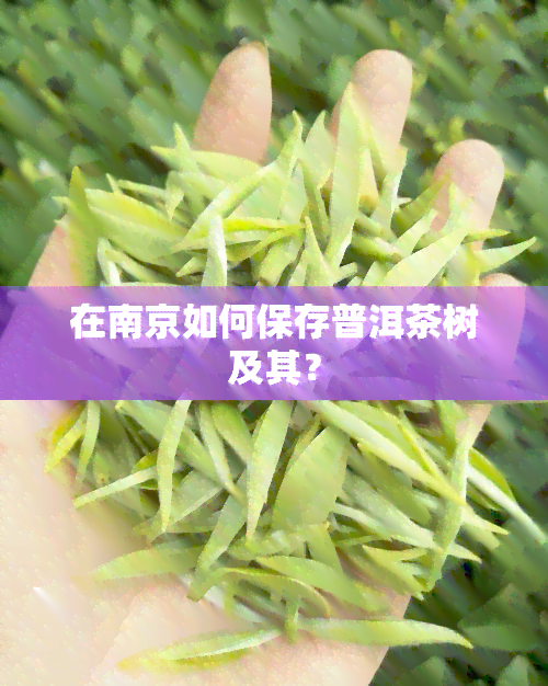 在南京如何保存普洱茶树及其？