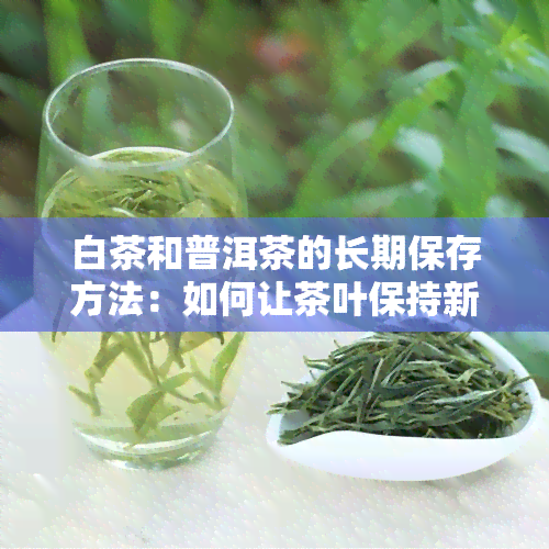 白茶和普洱茶的长期保存方法：如何让茶叶保持新口感？