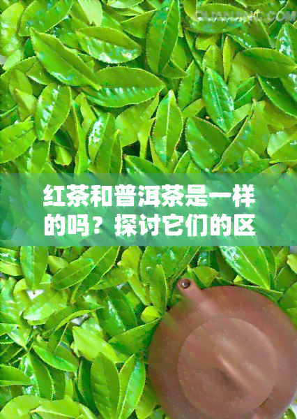 红茶和普洱茶是一样的吗？探讨它们的区别与联系