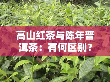 高山红茶与陈年普洱茶：有何区别？