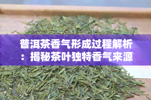 普洱茶香气形成过程解析：揭秘茶叶独特香气来源