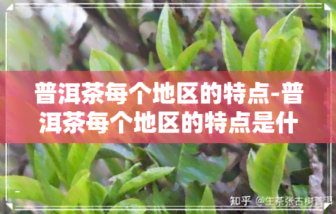 普洱茶每个地区的特点-普洱茶每个地区的特点是什么