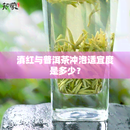 滇红与普洱茶冲泡适宜度是多少？