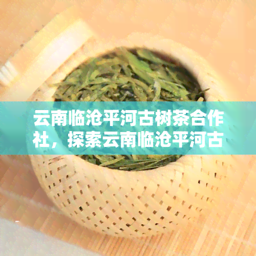 云南临沧平河古树茶合作社，探索云南临沧平河古树茶合作社，品味千年茶香