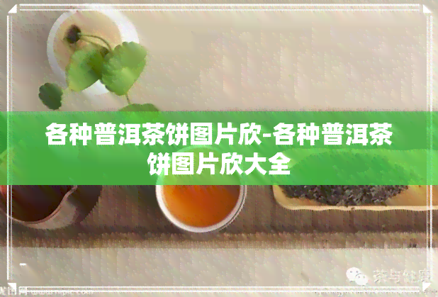 各种普洱茶饼图片欣-各种普洱茶饼图片欣大全