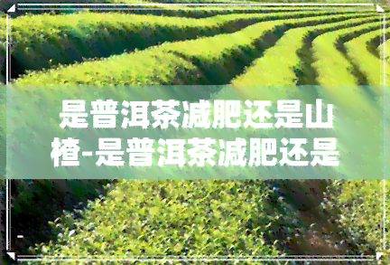 是普洱茶减肥还是山楂-是普洱茶减肥还是山楂减肥好