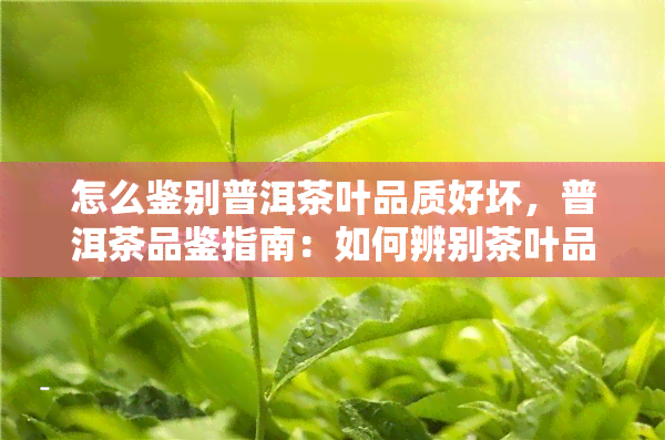 怎么鉴别普洱茶叶品质好坏，普洱茶品鉴指南：如何辨别茶叶品质优劣？