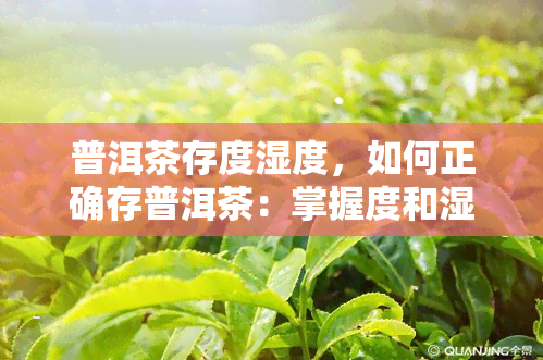 普洱茶存度湿度，如何正确存普洱茶：掌握度和湿度的重要性