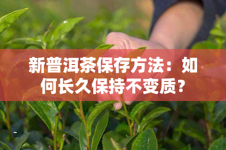 新普洱茶保存方法：如何长久保持不变质？