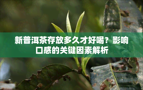 新普洱茶存放多久才好喝？影响口感的关键因素解析