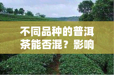 不同品种的普洱茶能否混？影响因素解析