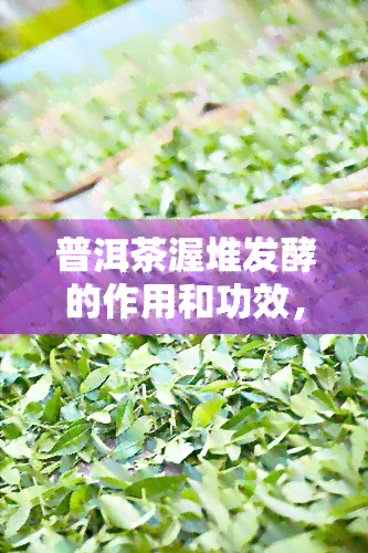 普洱茶渥堆发酵的作用和功效，深度解析：普洱茶渥堆发酵的作用与功效